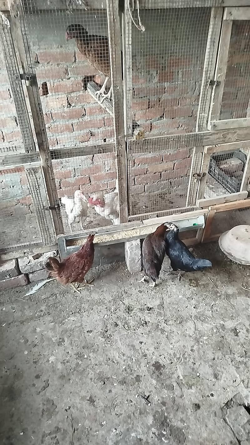 Godlen Misri pathiyan 2