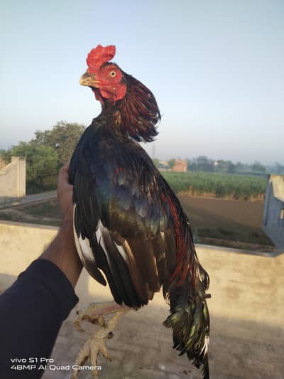 lasani aseel murga