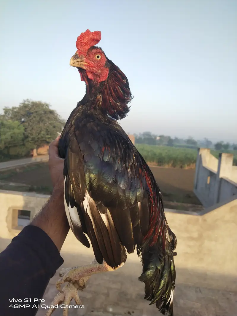 lasani aseel murga — photo 2