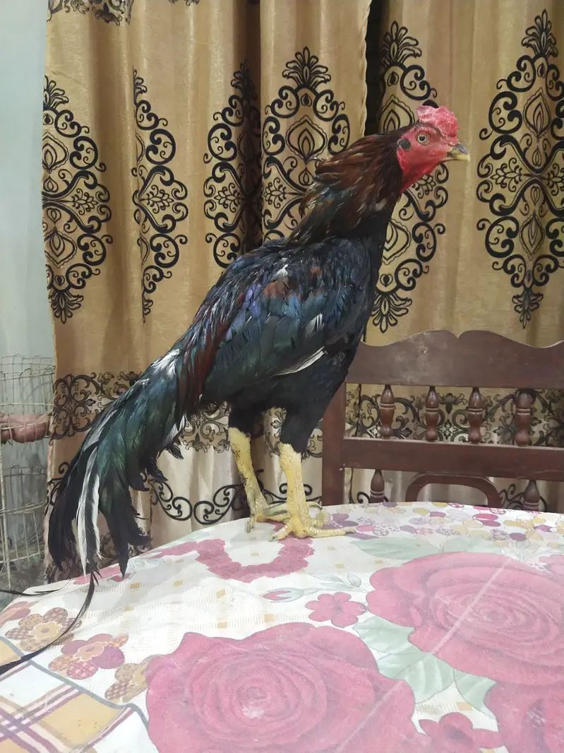 lasani aseel murga — photo 3