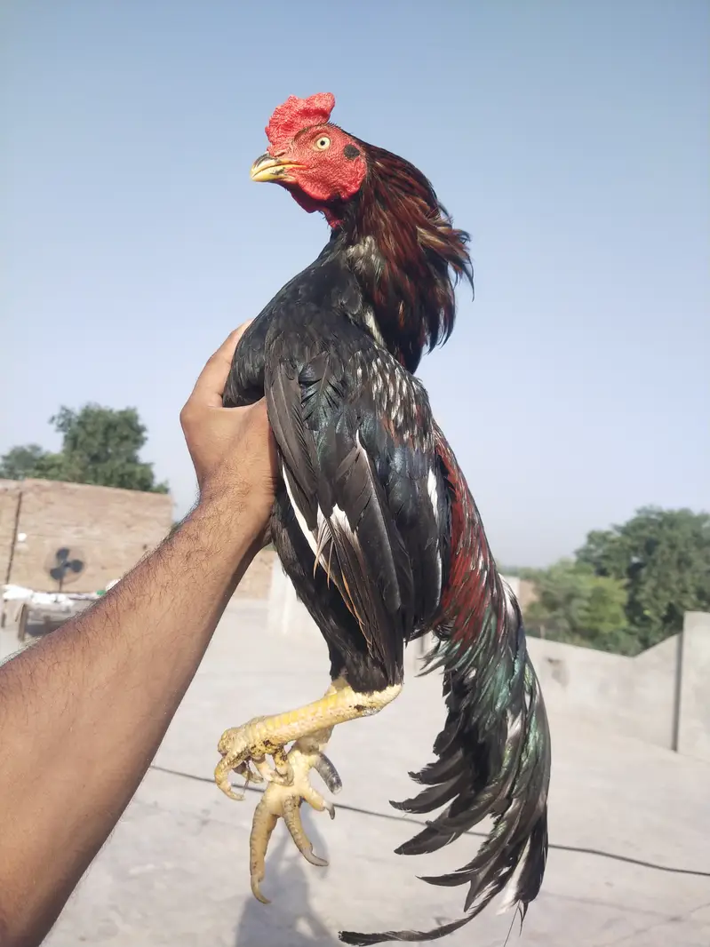 lasani aseel murga — photo 4