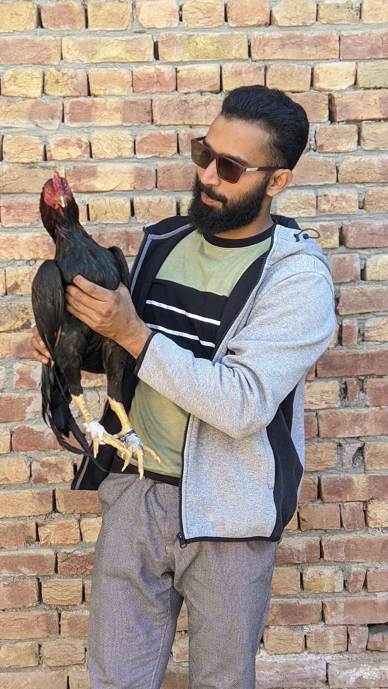 lasani aseel murga — photo 5