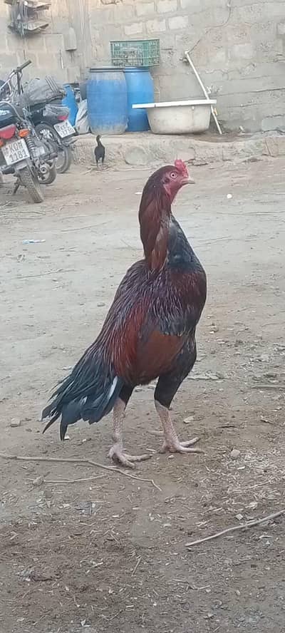 اصیل مرغا