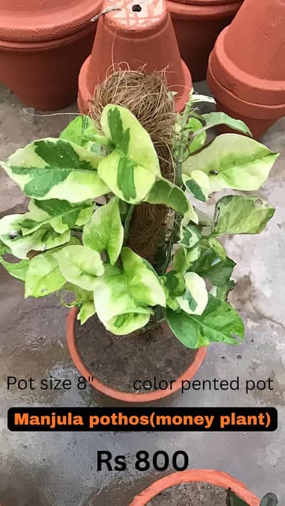 Different plants for sale
