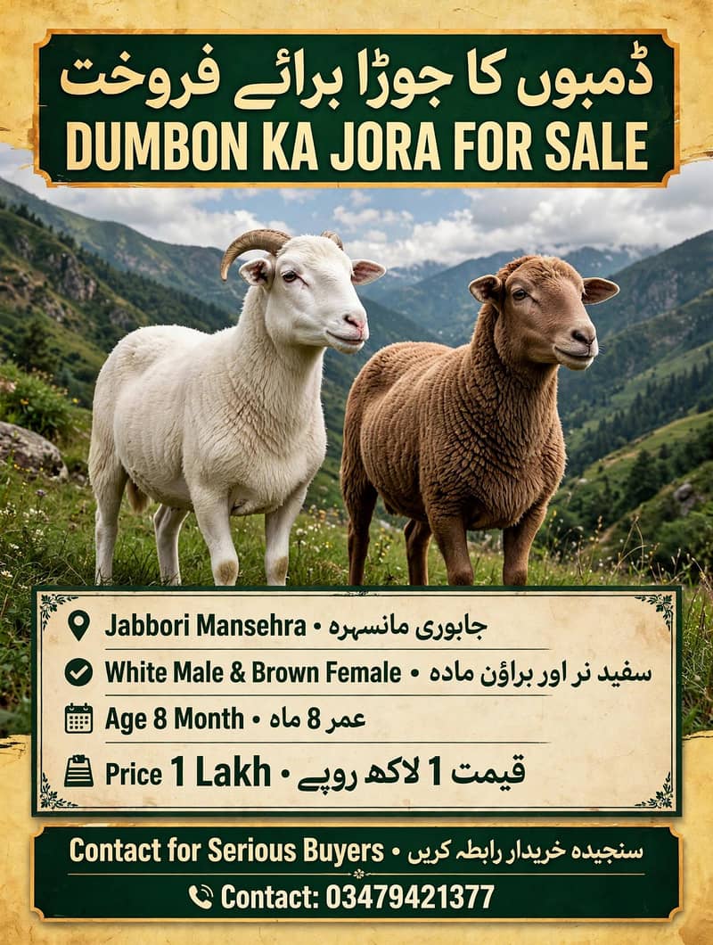 Turky sheep pair 0
