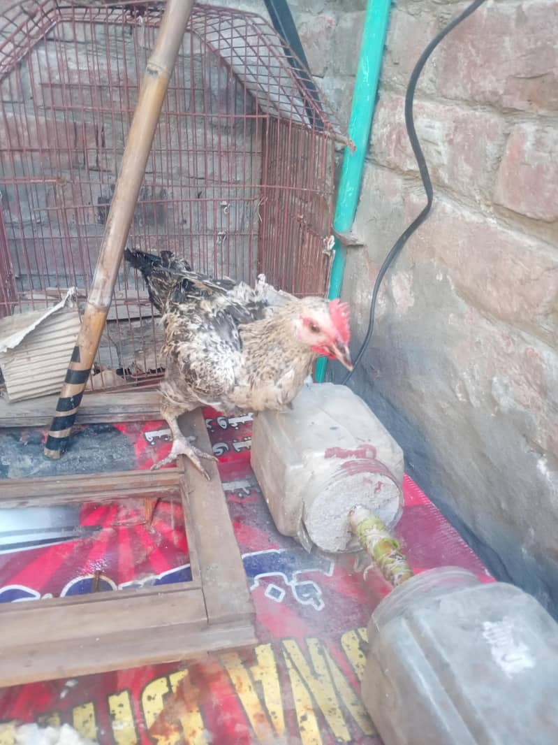 Desi hen 0