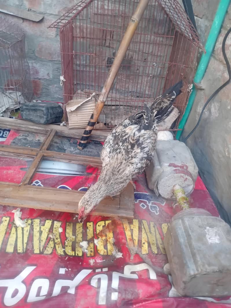 Desi hen 1