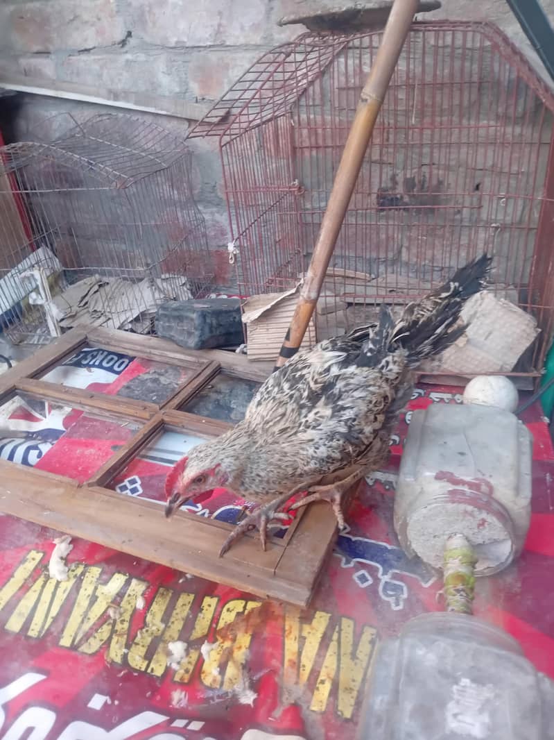 Desi hen 2