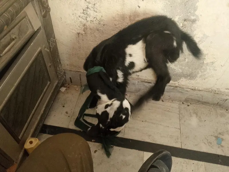 Kali sfaid bakri bht hi pyari h beetal — photo 2