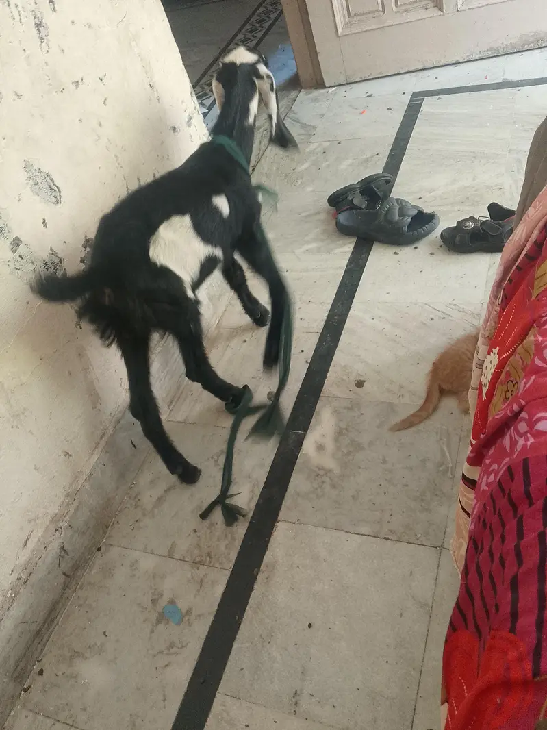 Kali sfaid bakri bht hi pyari h beetal — photo 3
