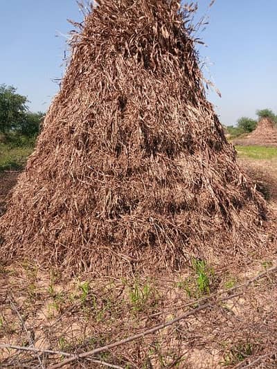 khushk javar