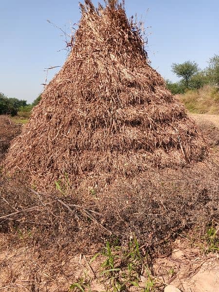 khushk javar 3