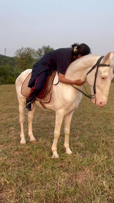 Nukra stallion desi