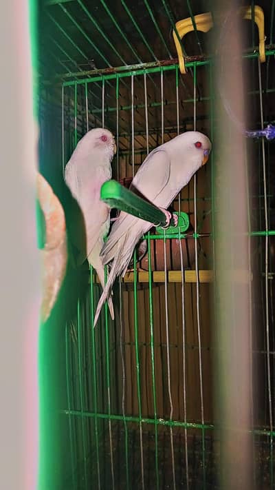 White Red Eyes breeder Pair