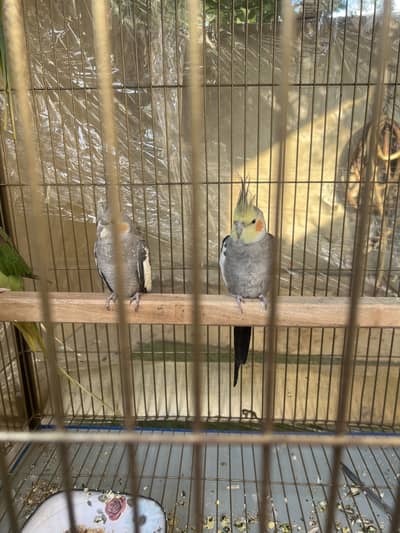 Raw parrot pair too big size and cocktail pair
