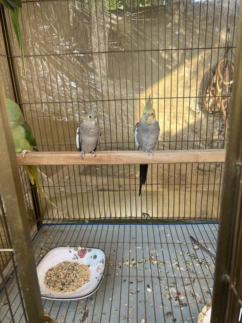 Raw parrot pair too big size and cocktail pair — photo 2