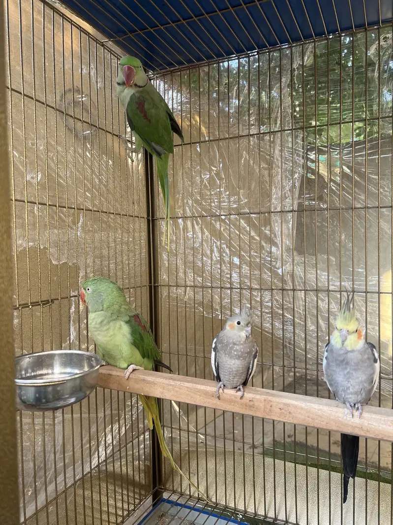 Raw parrot pair too big size and cocktail pair — photo 3