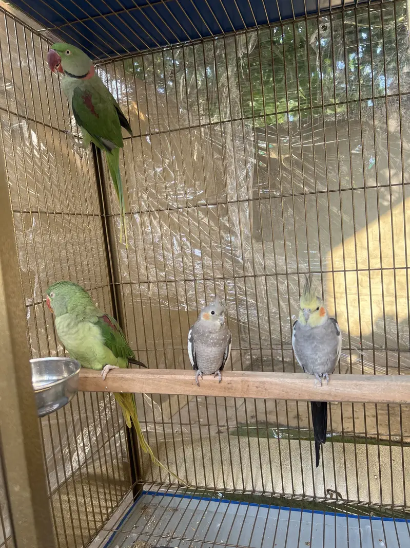 Raw parrot pair too big size and cocktail pair — photo 4