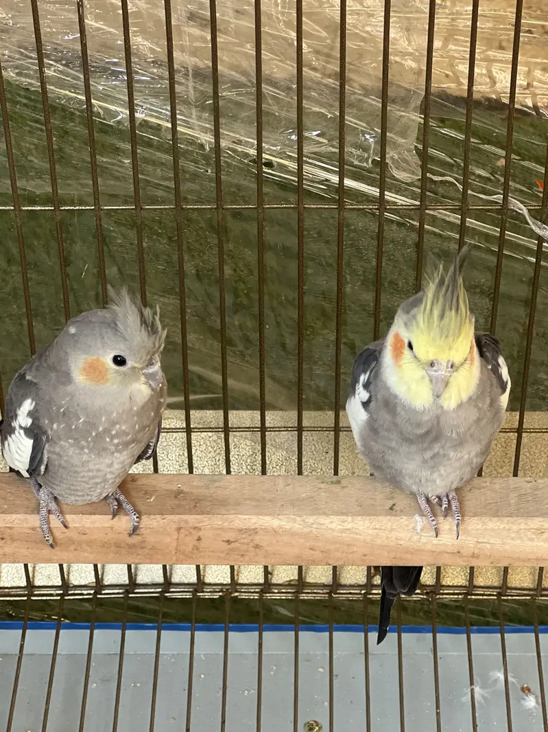 Raw parrot pair too big size and cocktail pair — photo 7