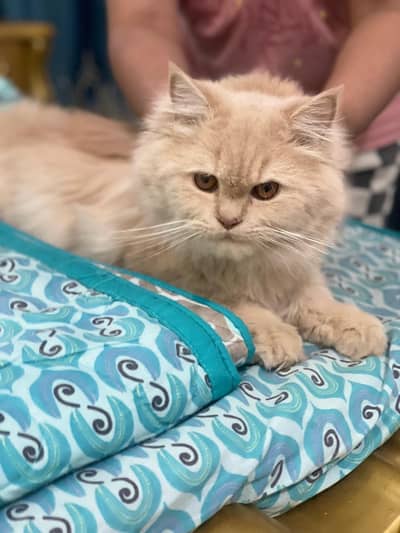 Persian cat triple coat.