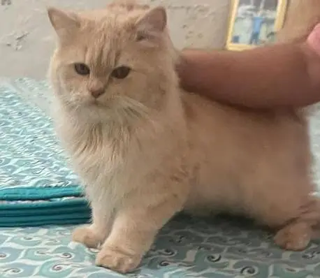 Persian cat triple coat. — photo 2