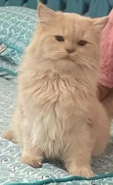 Persian cat triple coat. — photo 3
