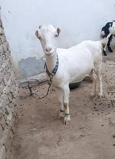 Gulabi Teda Nasal ki Bakri