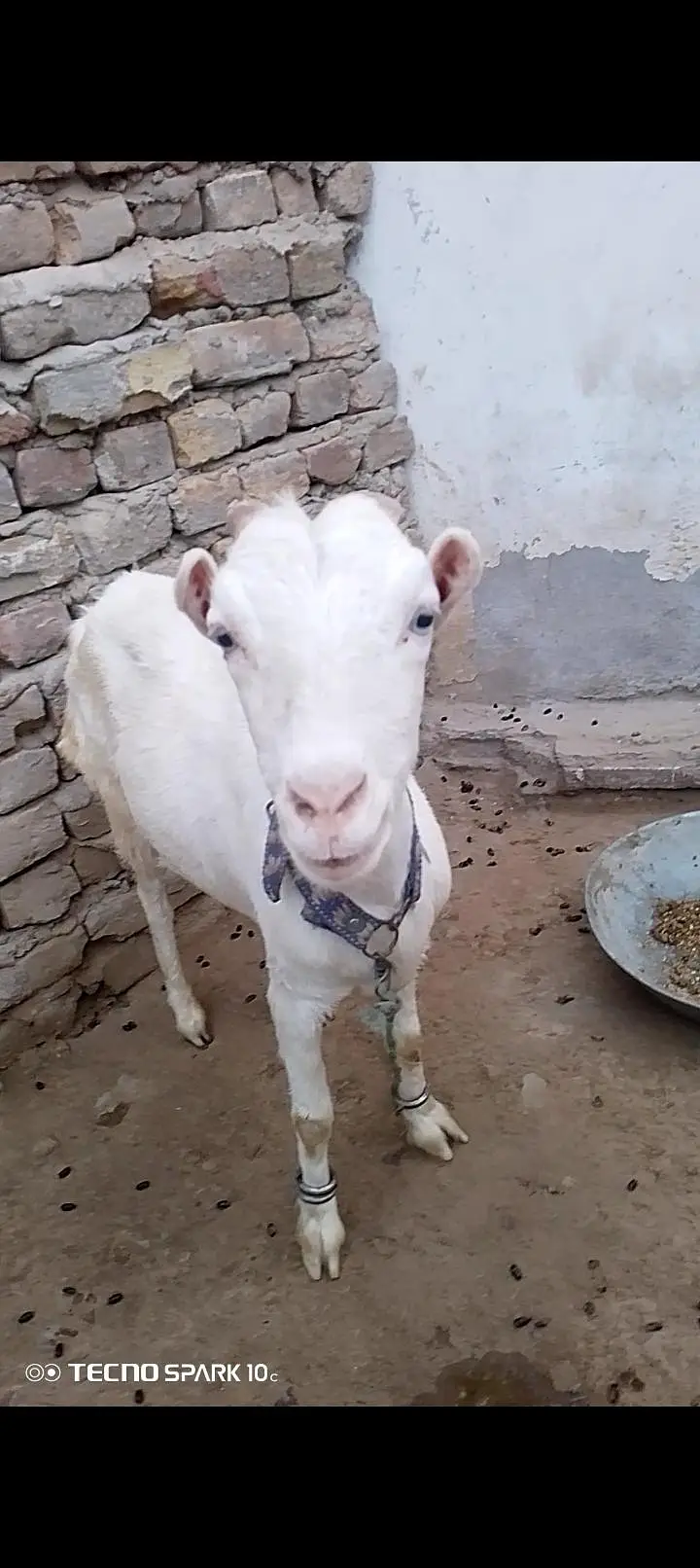 Gulabi Teda Nasal ki Bakri — photo 2