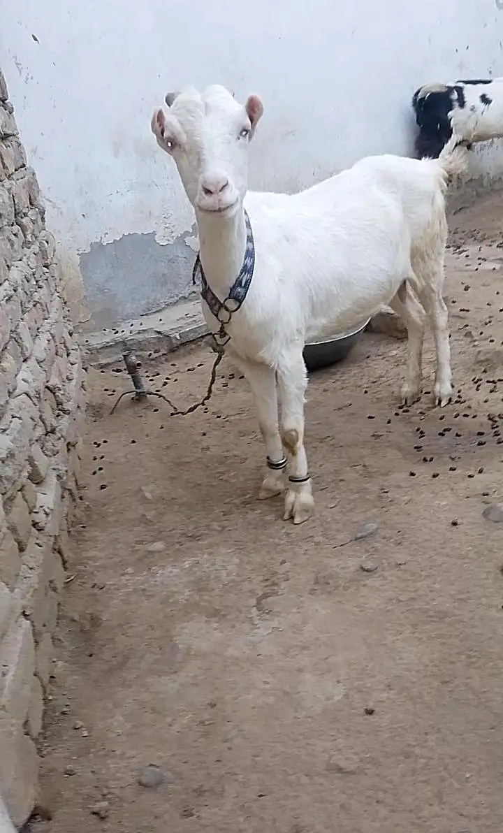 Gulabi Teda Nasal ki Bakri — photo 3