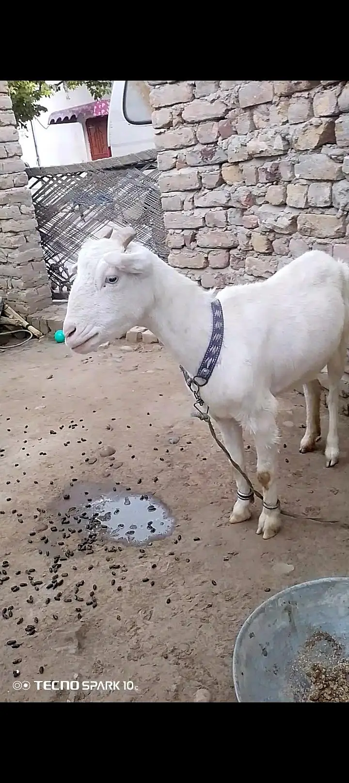 Gulabi Teda Nasal ki Bakri — photo 4
