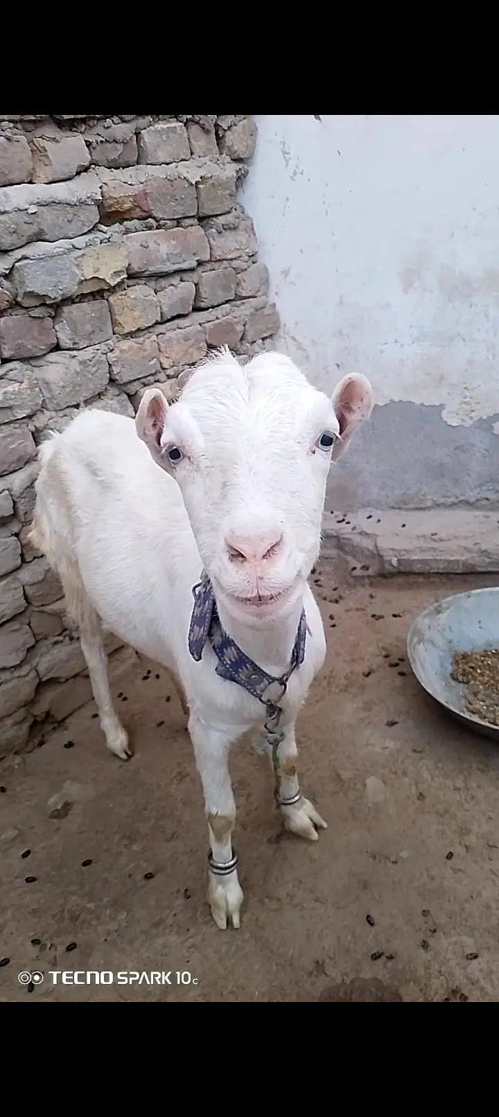 Gulabi Teda Nasal ki Bakri — photo 5