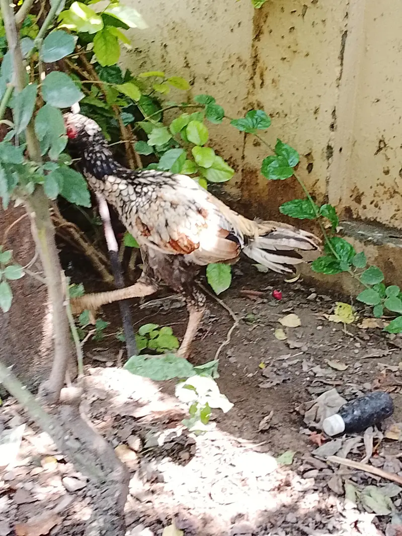 aseel hen for sale — photo 3