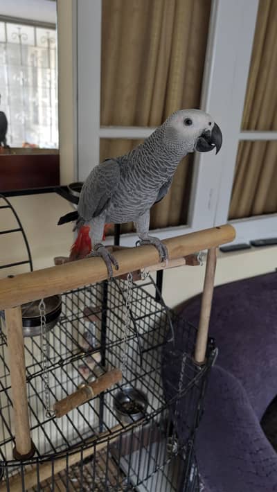 Congo African Grey Parrot