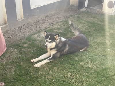 Husky Dog