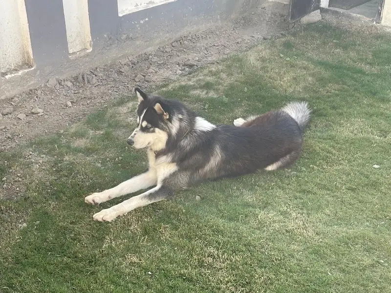 Husky Dog — photo 2