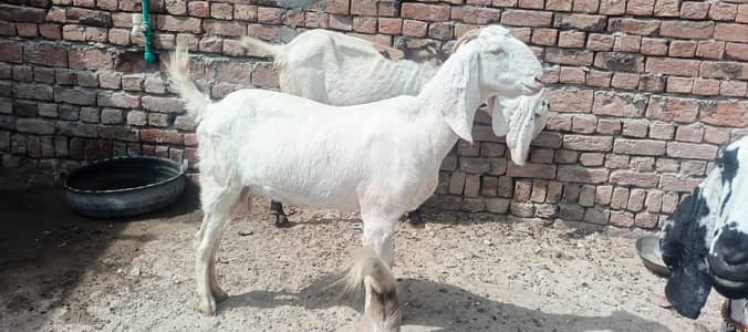 4 dant cross bakri for sale