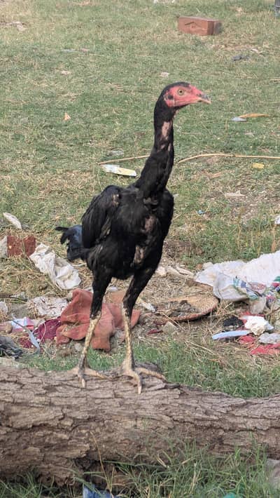 male and female for sale Thai murga with Thai + Aseel female in Lahore