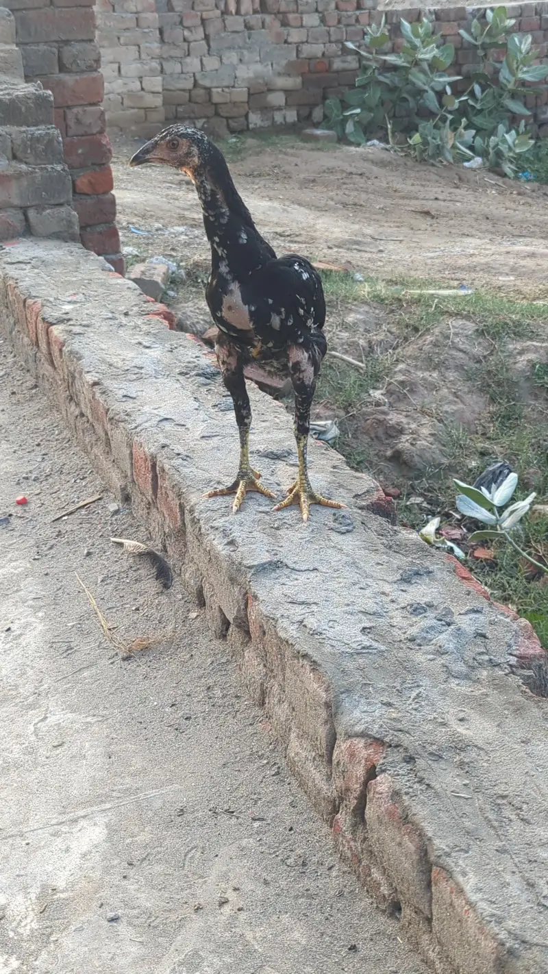 male and female for sale Thai murga with Thai + Aseel female in Lahore — photo 2