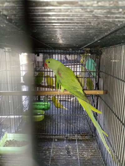 healthy active raw partot is available for sale