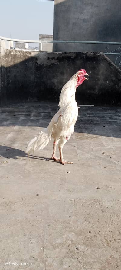 Aseel Heera Breeder Pair For Sale - 1 Year Old