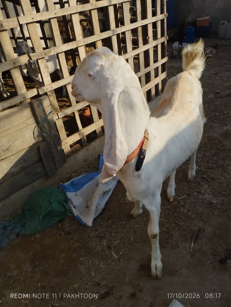 Ghulabi path 7