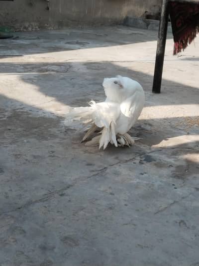 pure American pigeons