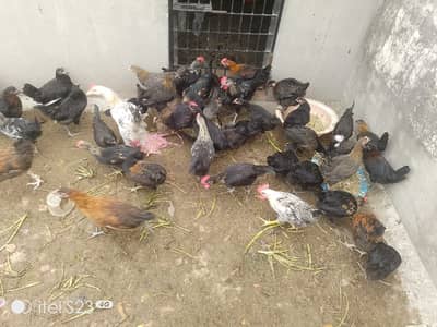 Desi & Astralorp Chicks for Sale – Fresh Stock Available