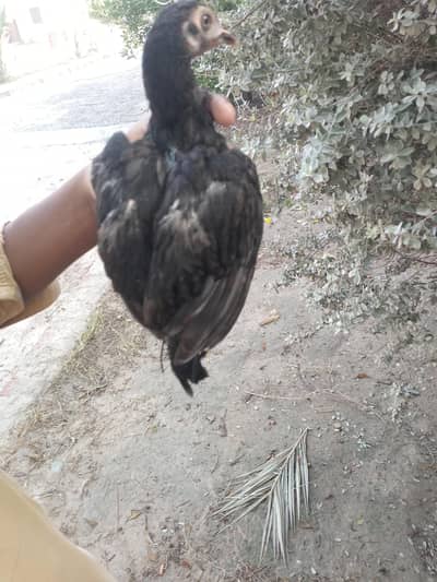 aseel chicks mianwali