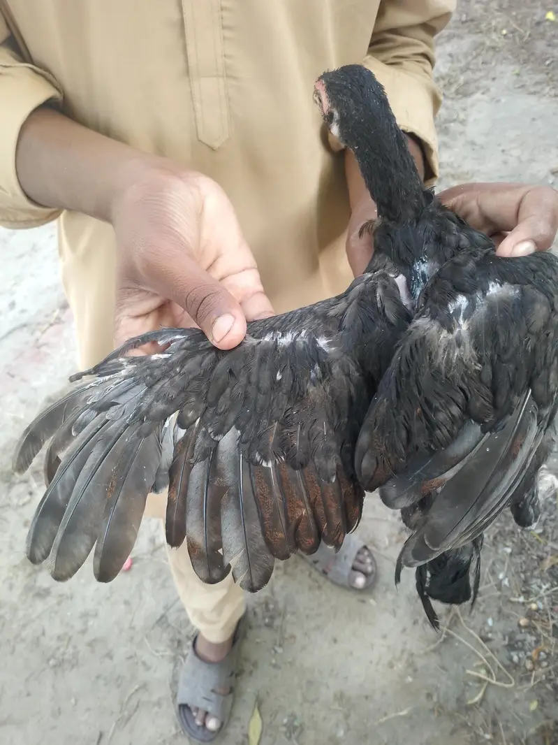 aseel chicks mianwali — photo 2