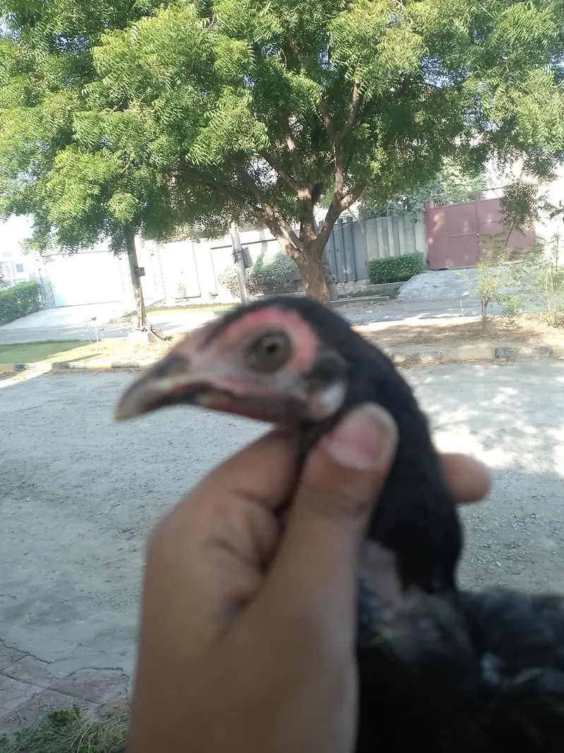 aseel chicks mianwali — photo 3