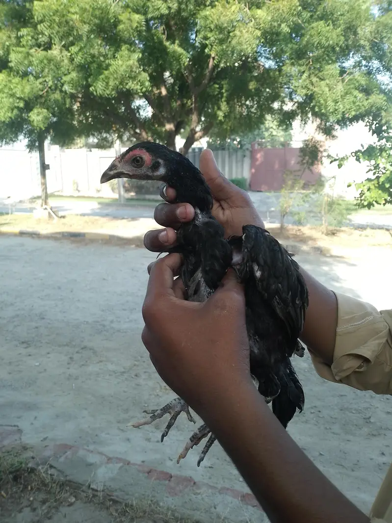 aseel chicks mianwali — photo 5