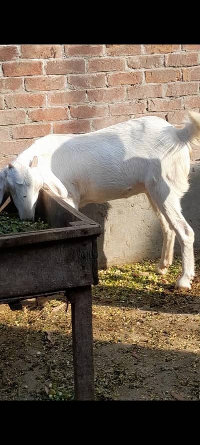 dasi bakri gaban path 03098289032