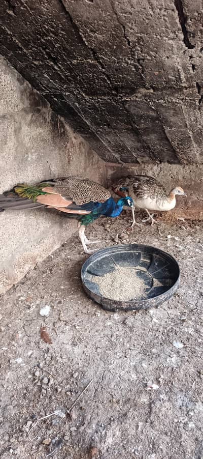 peacock for sale