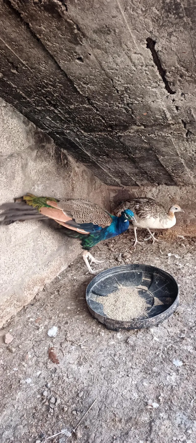 peacock for sale — photo 2